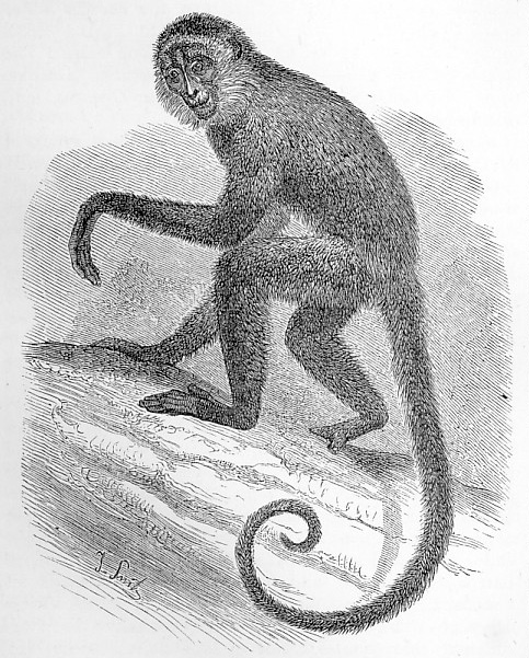 Black-handed Spider Monkey image