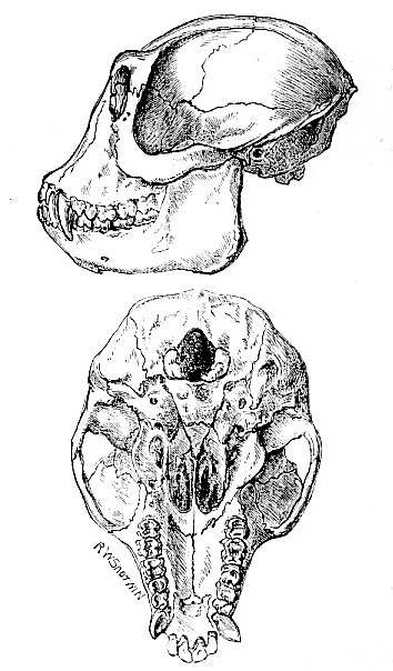 Douc monkey skull images