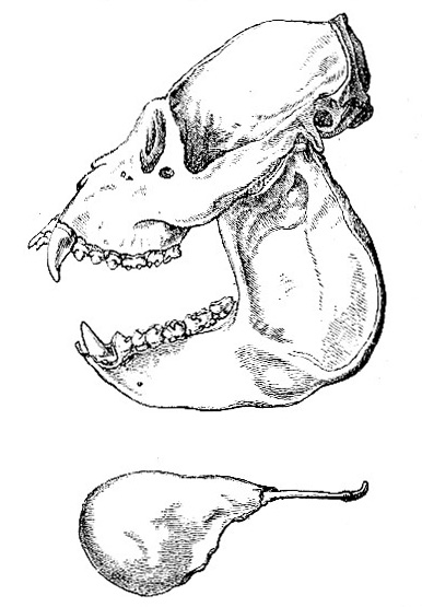Skull and hyoid bone of Howling Monkey (image)