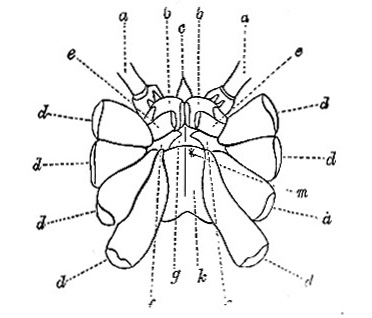 Phalangium aegypticum image