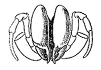 Phalangium copticum image