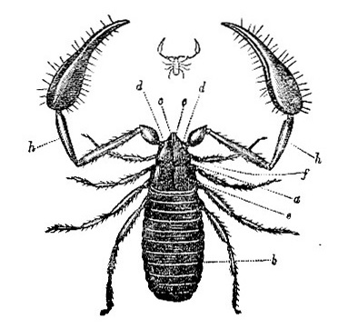 Chelifer sesamoides image