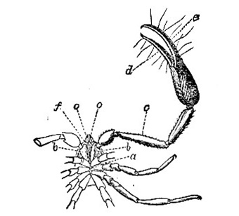 Chelifer sesamoides image