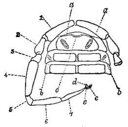 Chelifer cancroides image