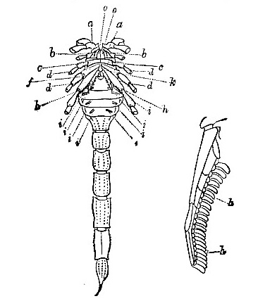 Scorpio Amoreuxii image