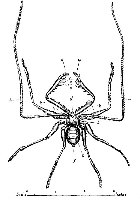 Phrynus medius image