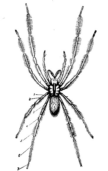 Spider (Cambridgea fasciata) image