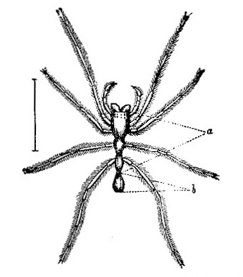 Ant Spider image