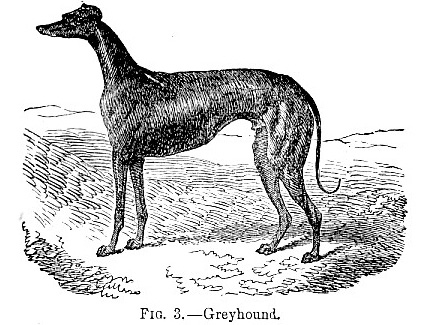 Greyhound image