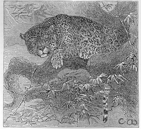 Jaguar image