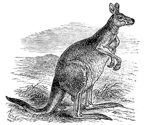 Kangaroo (Macropus giganteus) image