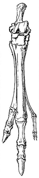 Skeleton of hind foot of kangaroo image