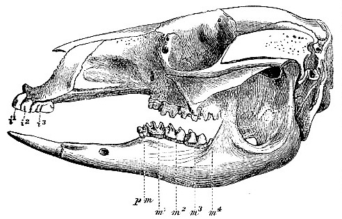 Skull and teeth of Bennett's kangaroo (image)