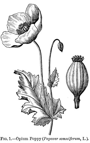 Opium poppy image