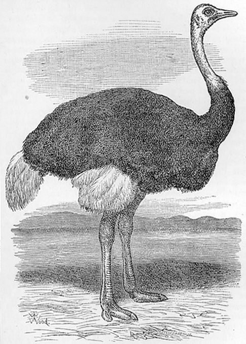 Ostrich drawing
