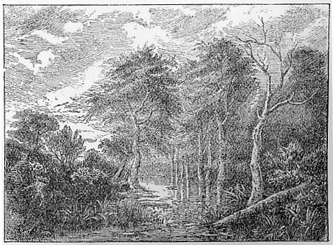 Landscape, by Ruysdael (Ruisdael)