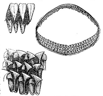 Dentition of Greenland Shark image