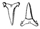 Teeth of Lamna shark image