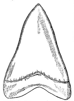Tooth of Cacharodon rondeletti image