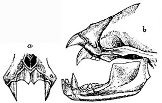 Teeth of Desmodus rufus image