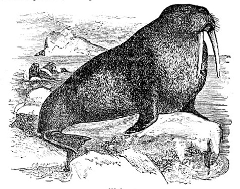 Walrus drawing